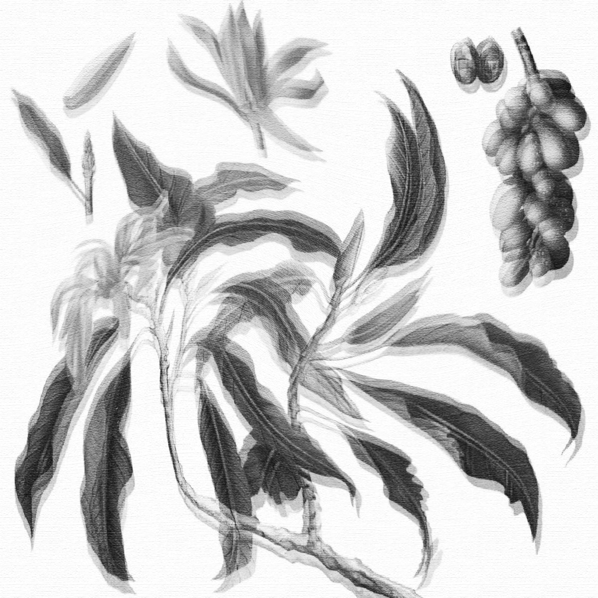 Champaca botanical illustration in black and white