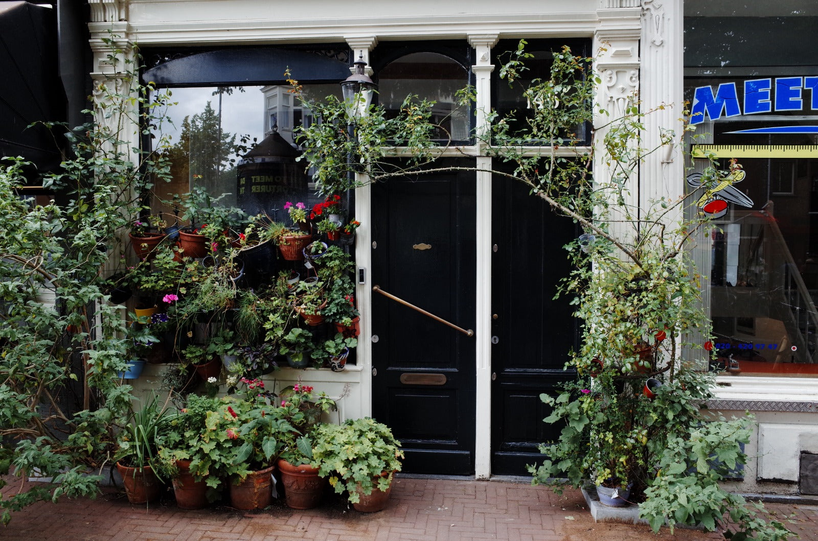 Amsterdam shop front with large rose growing