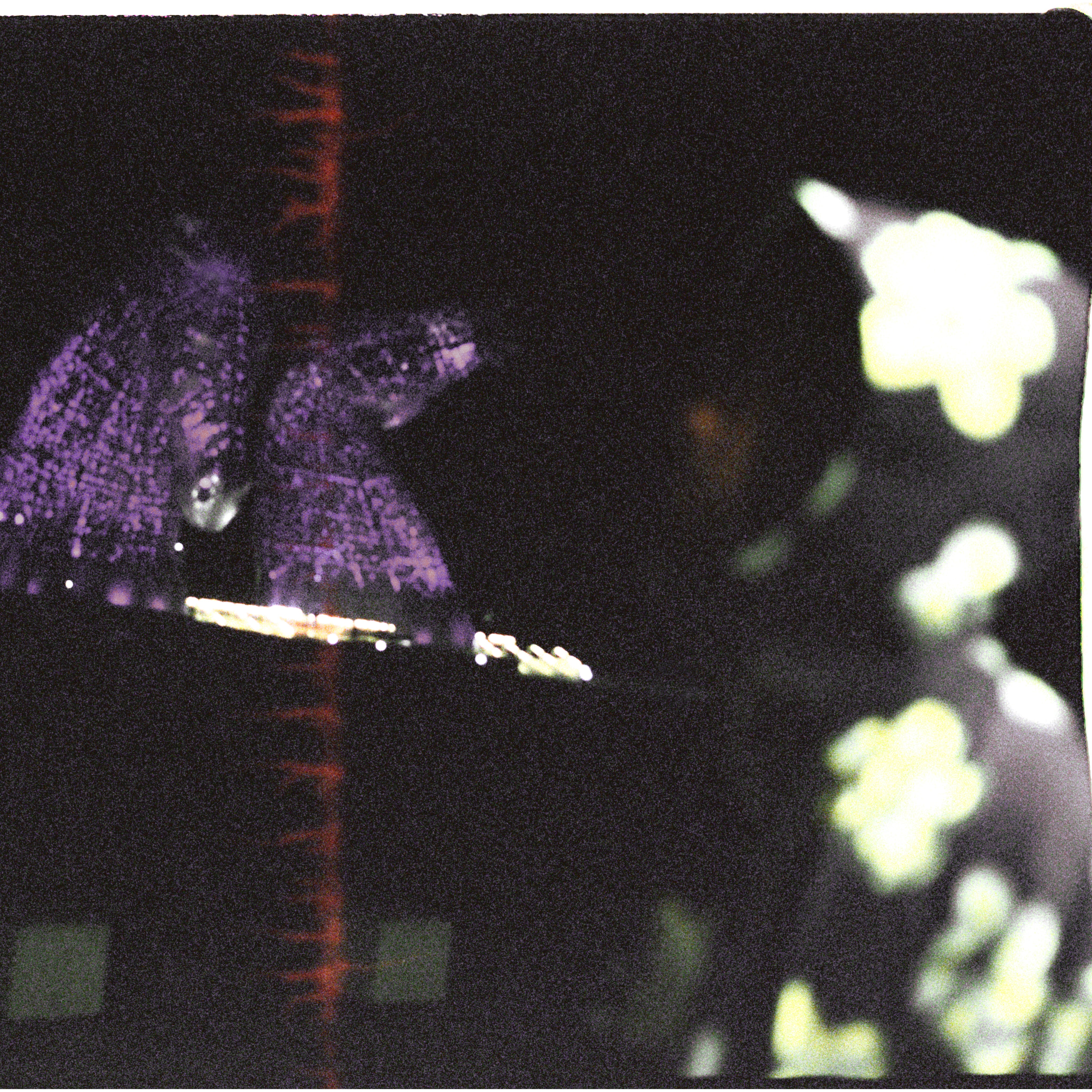 Film photograph of man in hooded jacket in front of illuminated horse sculpture at night by Craig McIntosh
