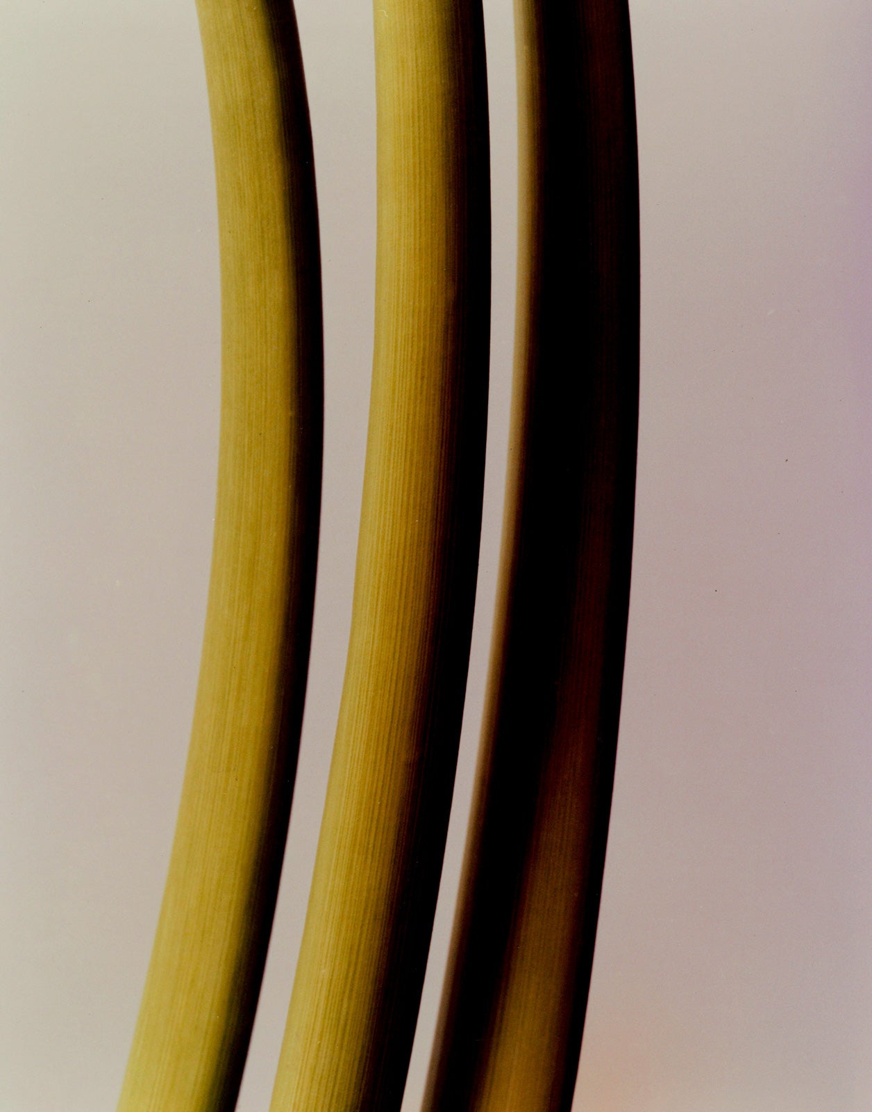 Abstract photograph of three rhubarb stalks by Cho Gi Seok
