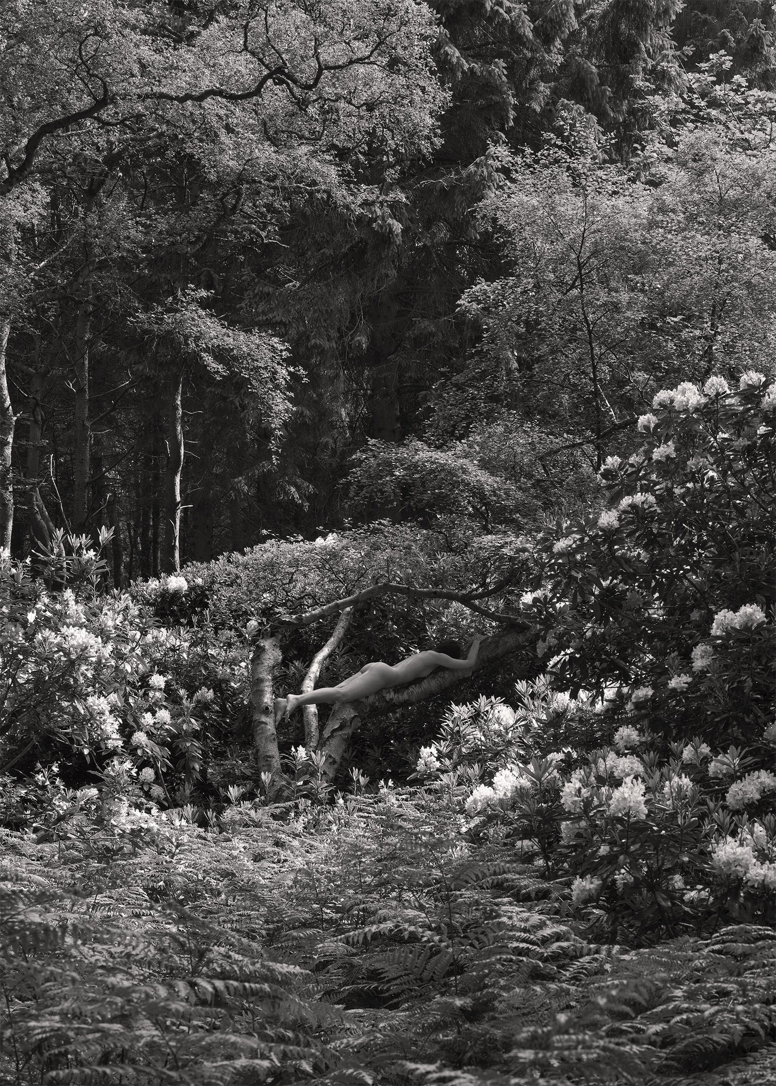 Black and white image of a nude figure reclining on a branch surrounded by rhododendrons by Gabriela Silveira