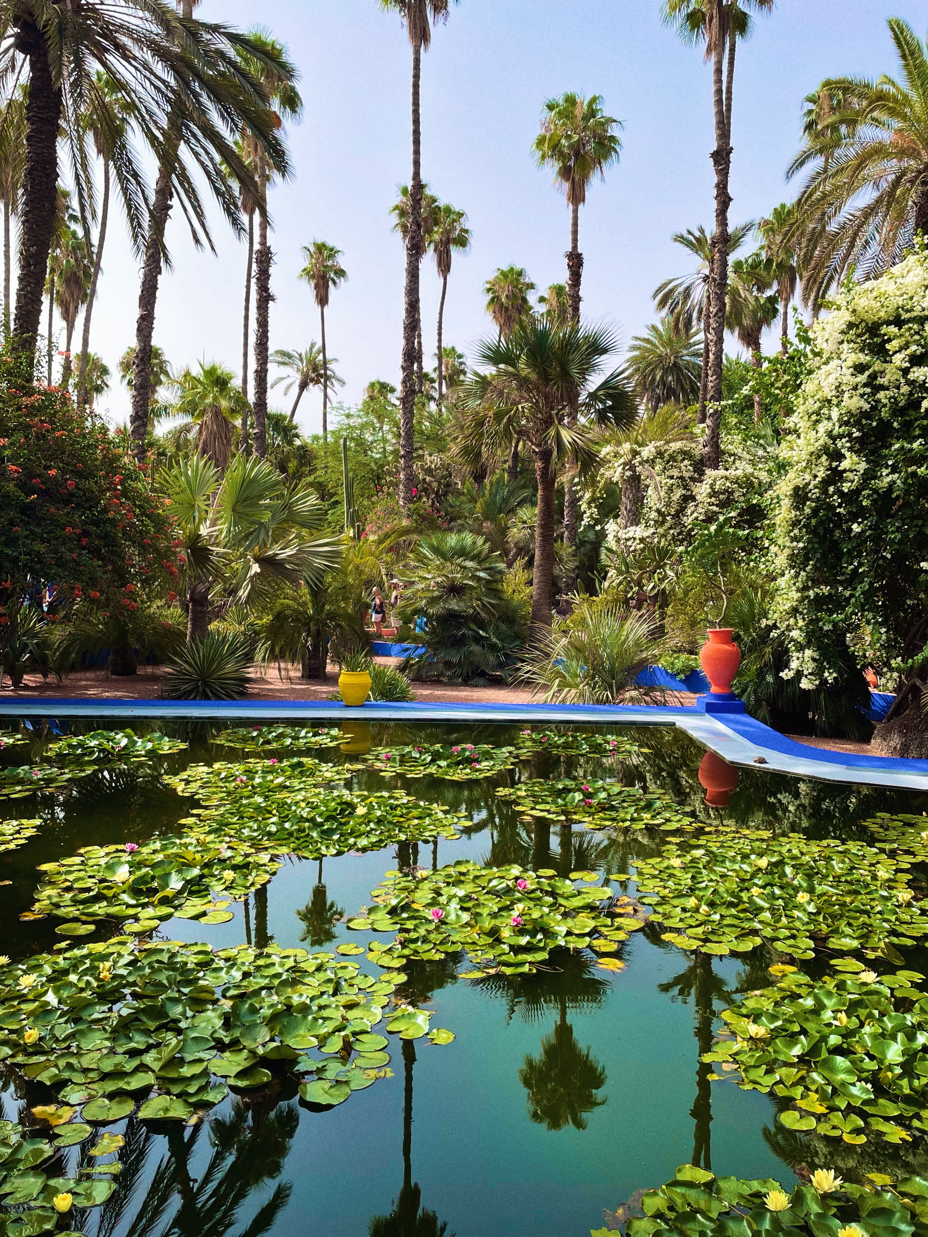Le Jardin Majorelle bright blue pond with lotus leaves