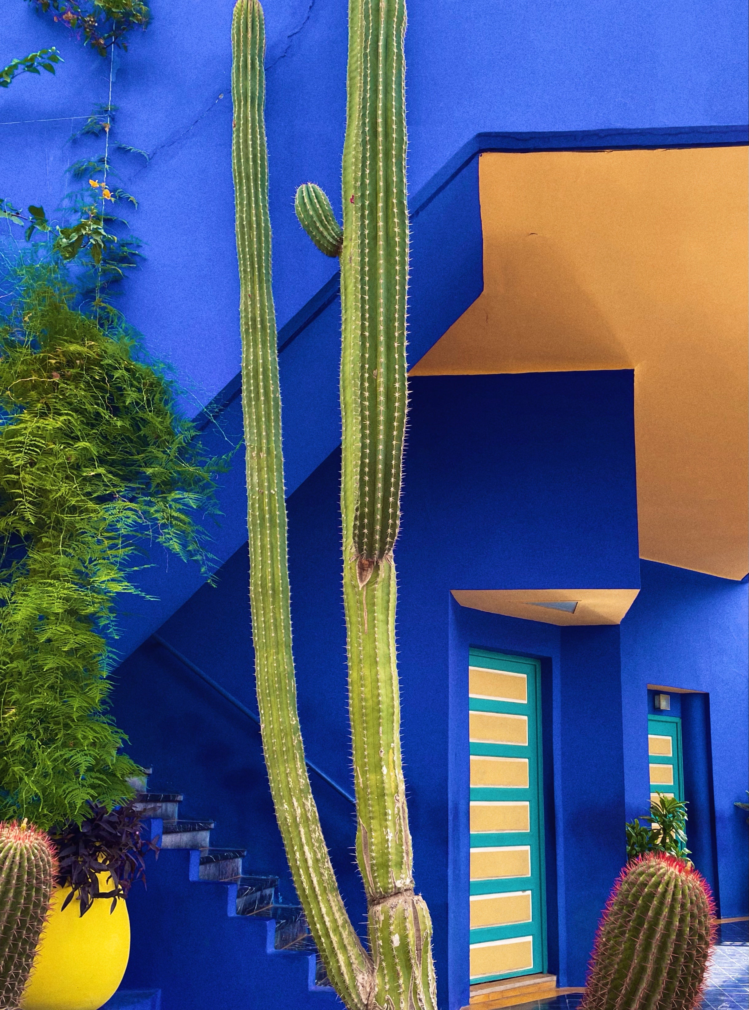 House of Yves Saint Laurent Marrakech bright blue building with cacti