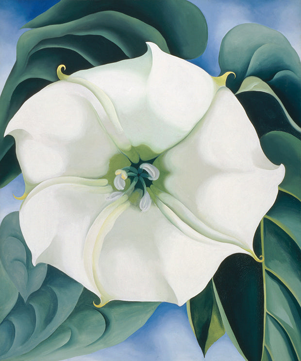 Georgia O'Keeffe, 'Jimson Weed', a painting of a white and green flower against a blue background