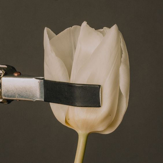 Photograph of white tulip in metal clamp