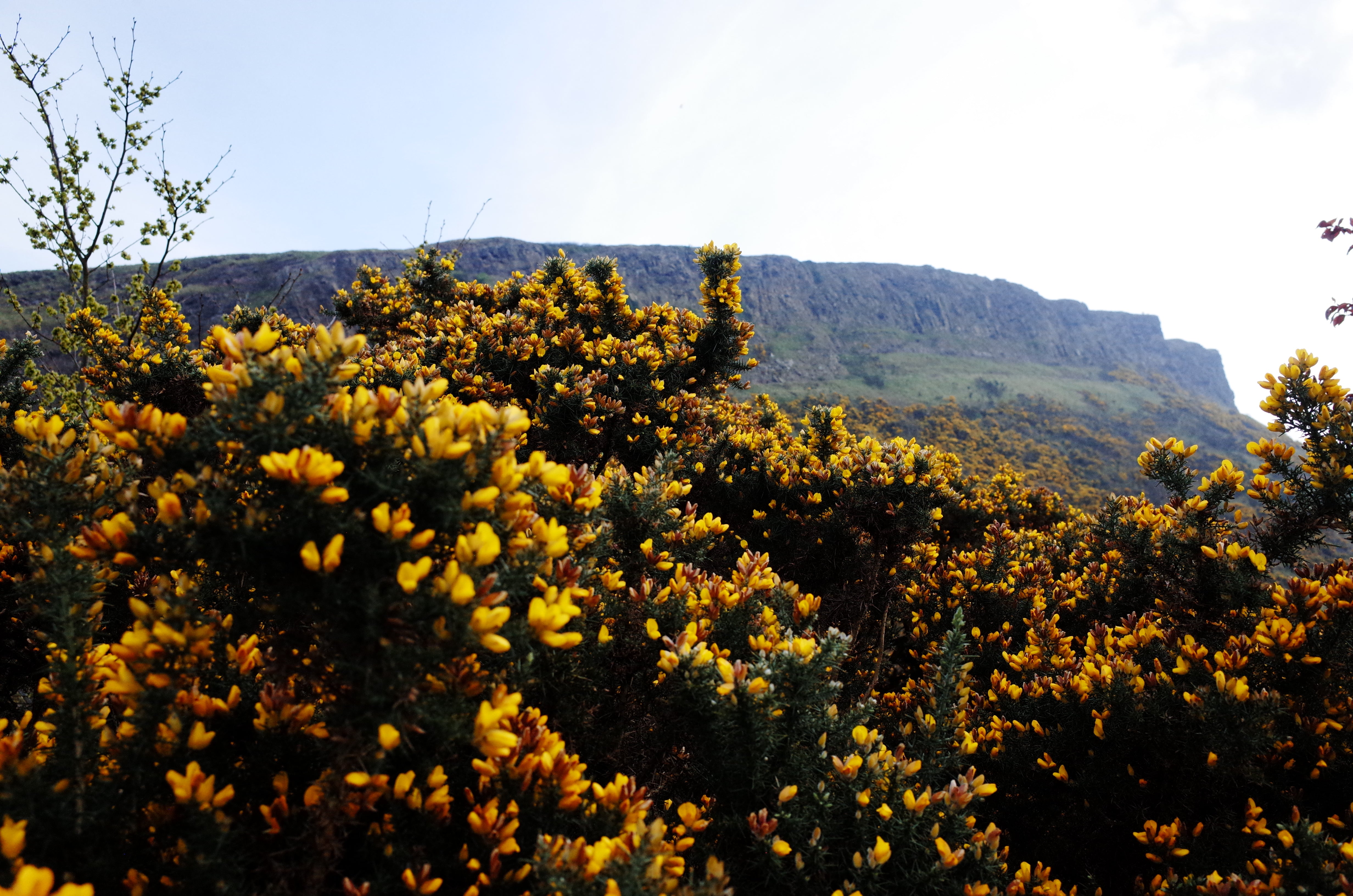 Image of Arthur's Seat in Edinburgh with gorse flowers in foreground