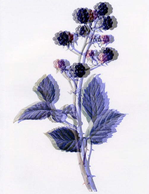 Blurred colourised image of vintage blackberry illustration