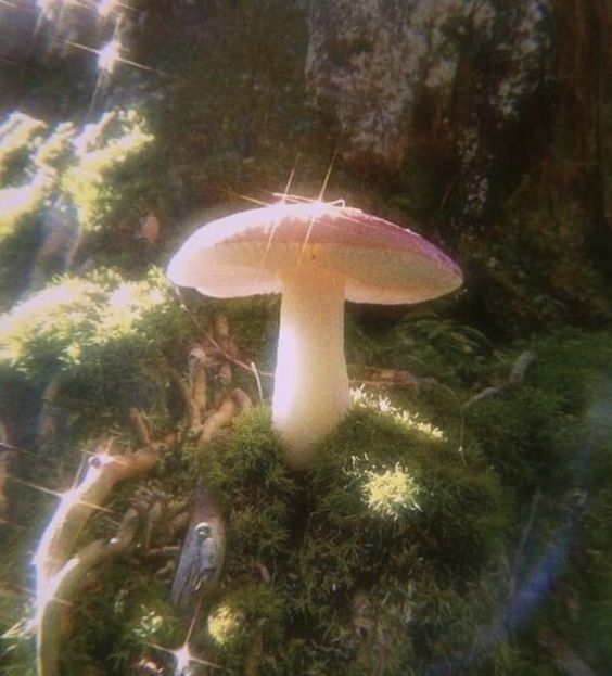 glimmering white mushroom in fairytale forest