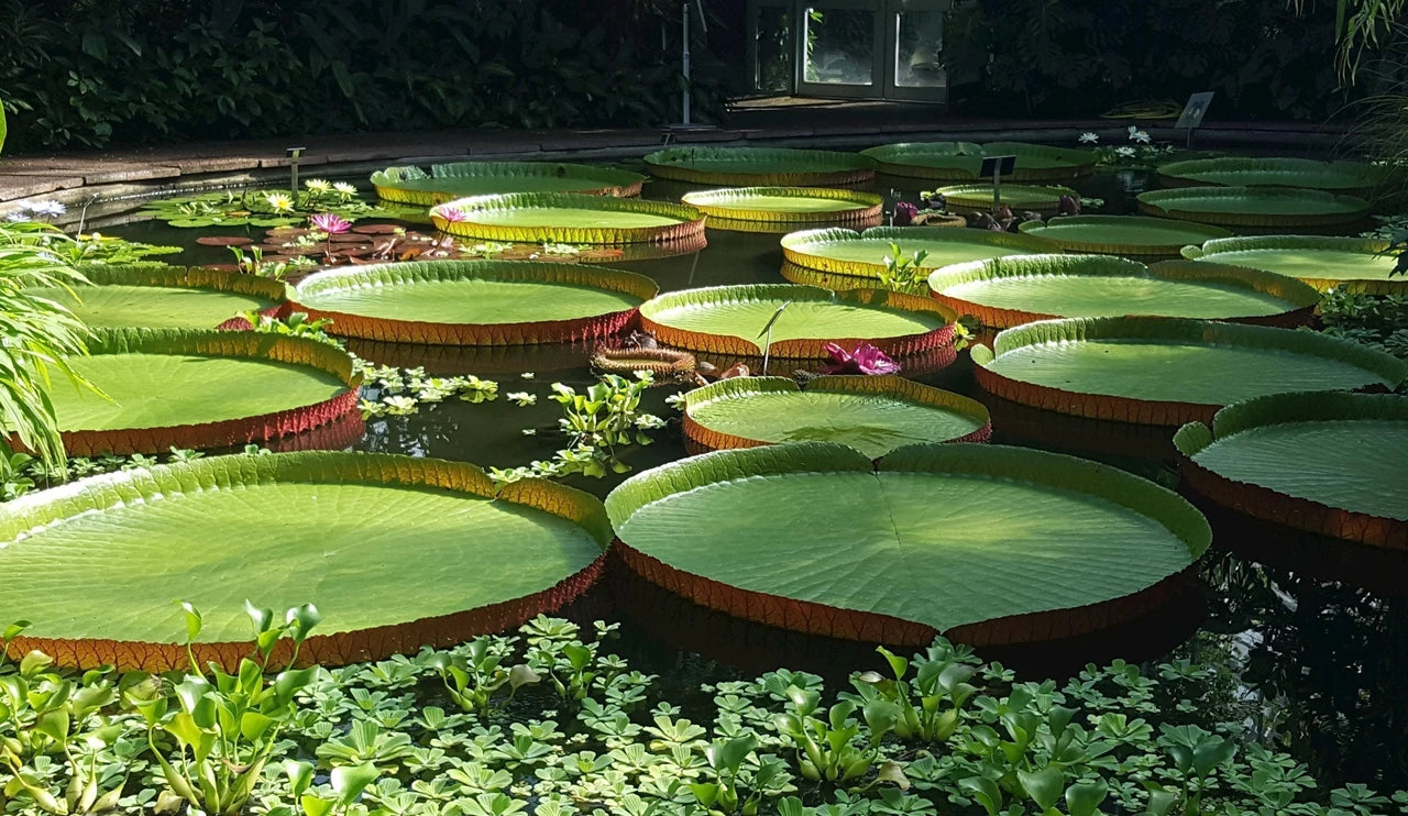 Edinburgh botanic gardens glasshouse giant lotus pond