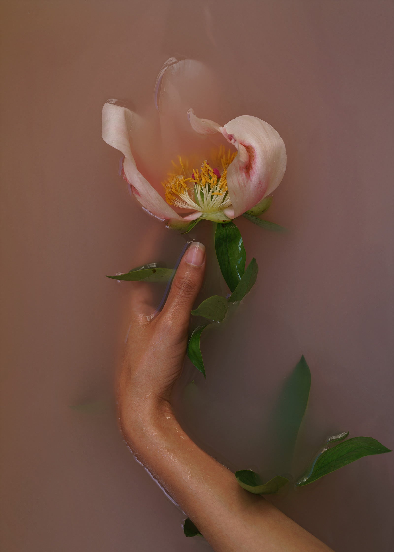 Image of hand in pink water holding a pink flower by Gabriela Silveira