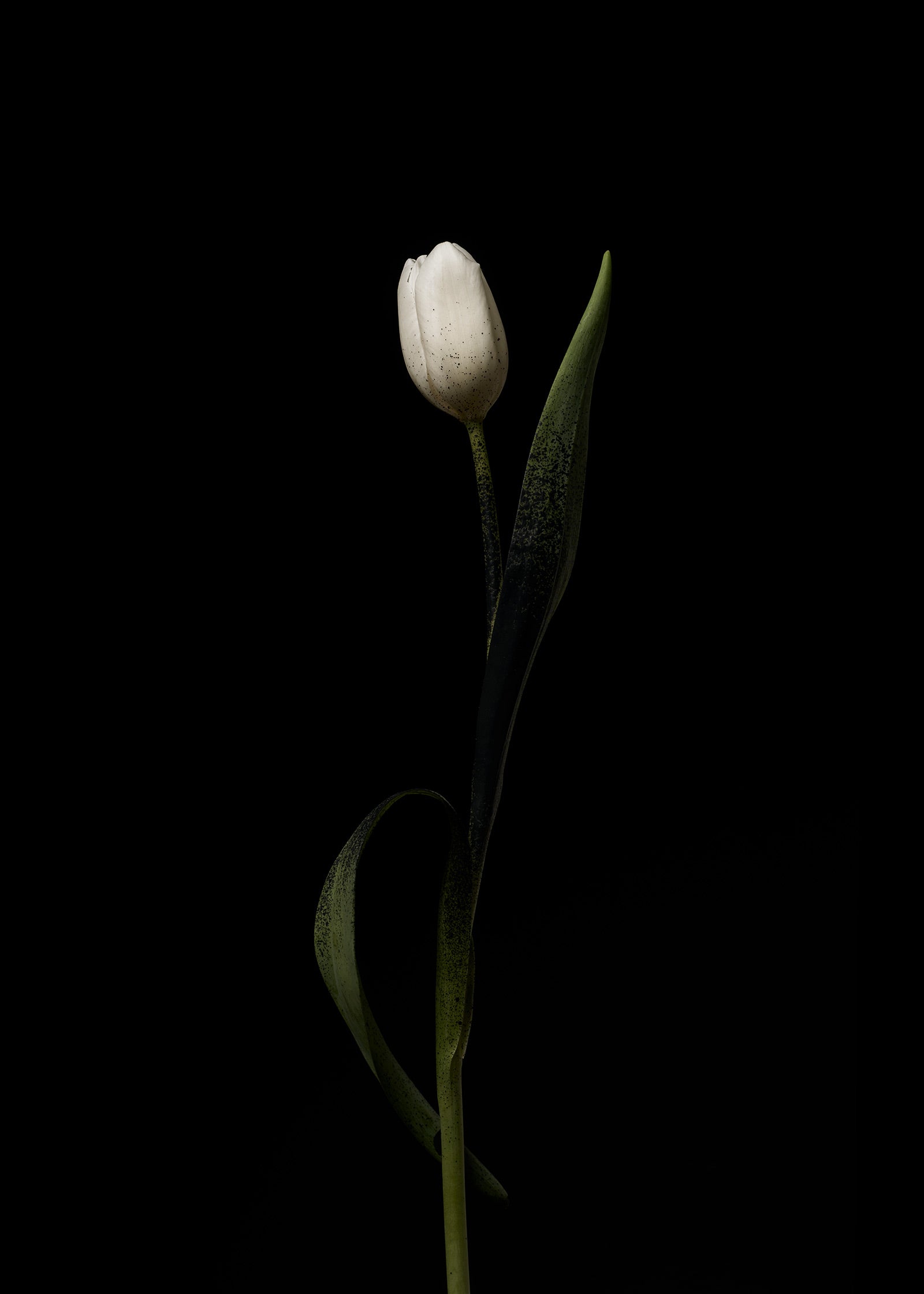 Image of a white tulip with a black background by Gabriela Silveira