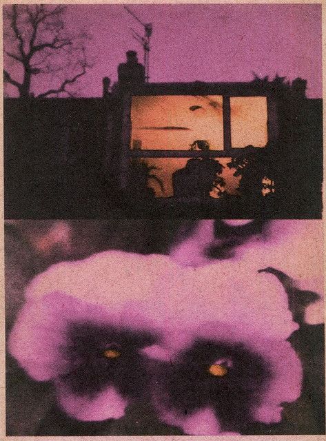 Collaged image in purple and black with house window at night and pansies