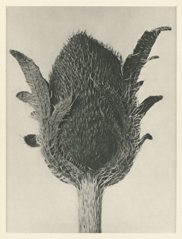 image of thistle like plant by Karl blossfeldt