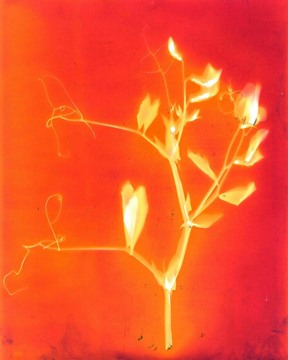 lumen print in orange of small branch