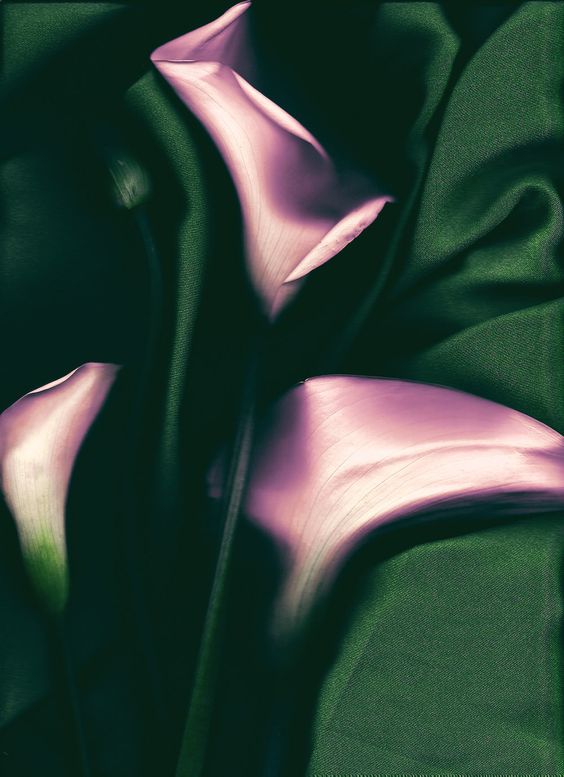 Abstract floral photo by Xuebing Du in dark green and mauve