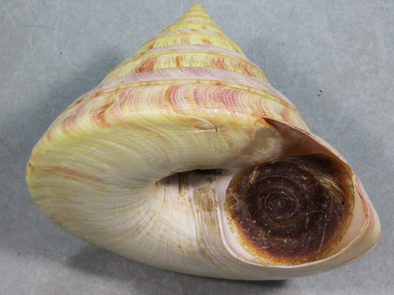 貝標本 リュウグウオキナエビス 色鮮やかな美品個体 - 科学、自然