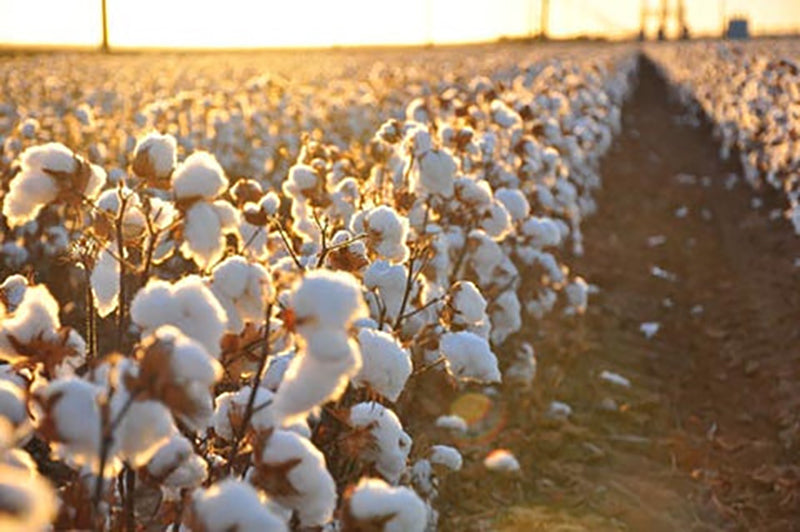 Rows of cotton plants in a field