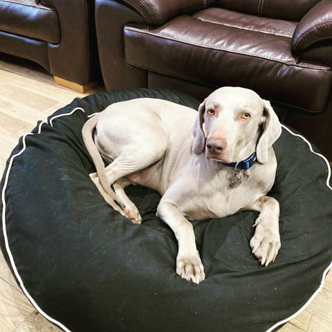image of black bean bag dog bed with a large dog