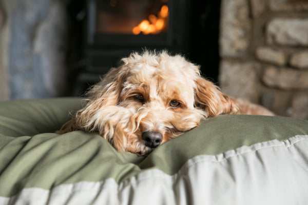 Fluffy dog in oversized dog bed