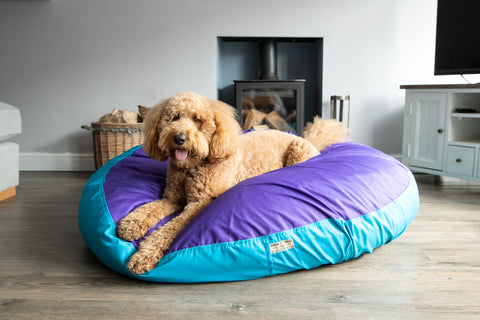 image of large dog on orthopaedic dog bed