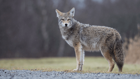 a coyote standing on a path