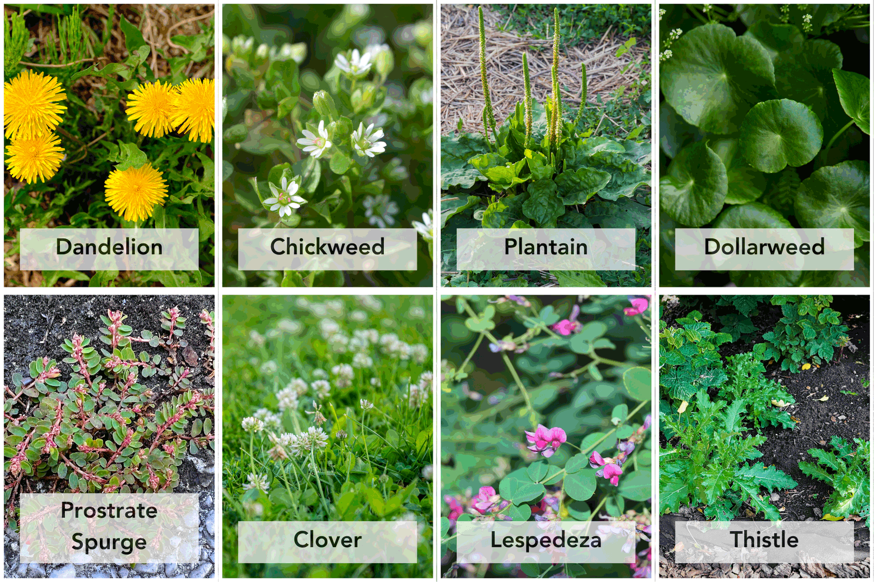 Identification chart of common broadleaf weeds including dandelion, chickweed, plantain, dollarweed, prostrate spurge, clover, lespedeza, and thistle.