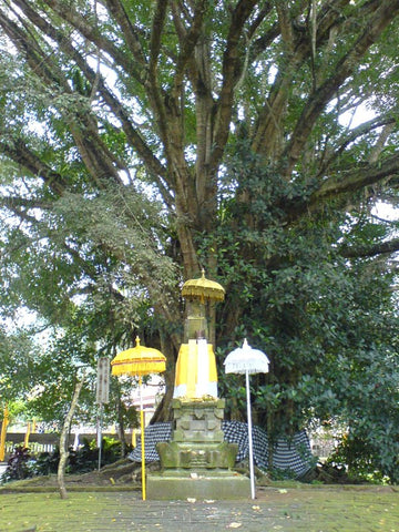 Holy Tree at Tirtu Empul 