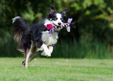 a dog playing with their toy