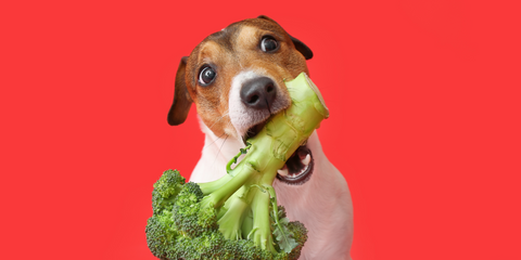 dog with broccoli