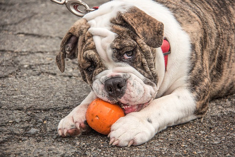 a dog playing with an orange