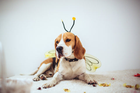 Dog Stung By A Bee? Here's How to Treat It - Whole Dog Journal
