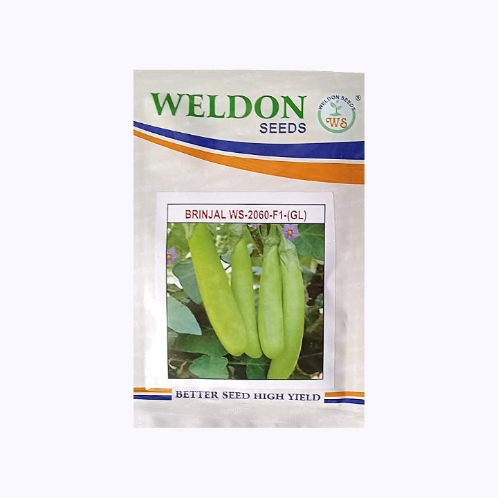 Weldon WS-2060-F1-(GL) Brinjal Seeds