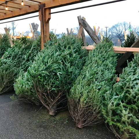 Christmas trees cut and ready to take home