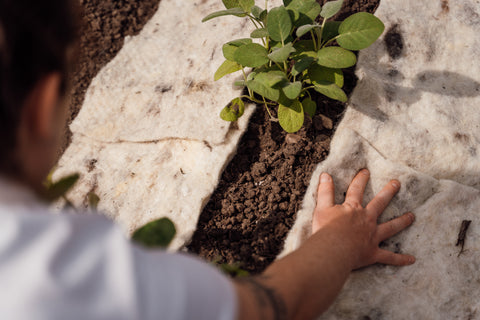 placing hortiwool liners around plants to deter pests