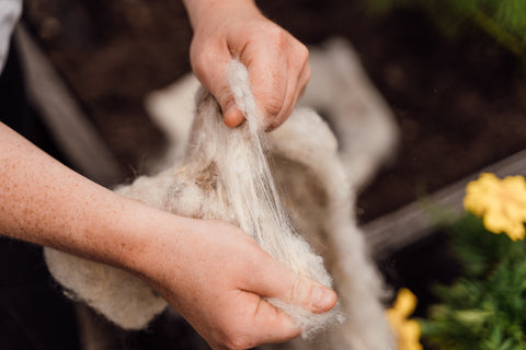 A gardener pulling apart a wool liner, in preparation for composting 