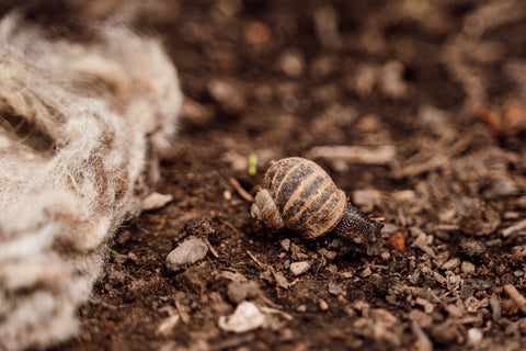 snail moving away from Hortiwool Garden Wool Pad