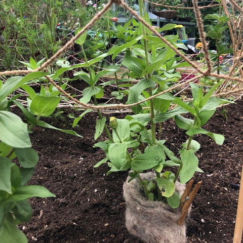 a plant growing out of the soil, with wool wrapped around its base, secured with a wooden peg