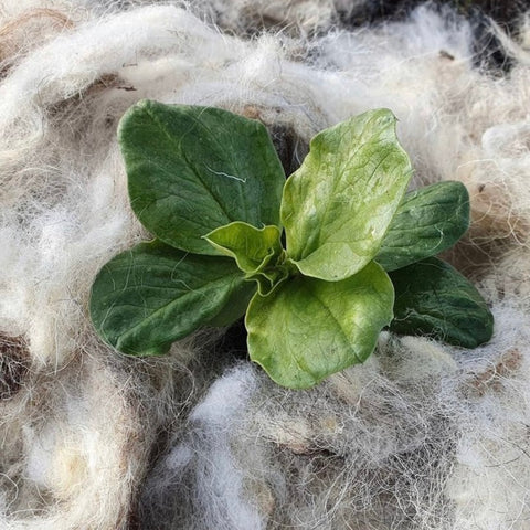 Hortiwool being used as frost protection