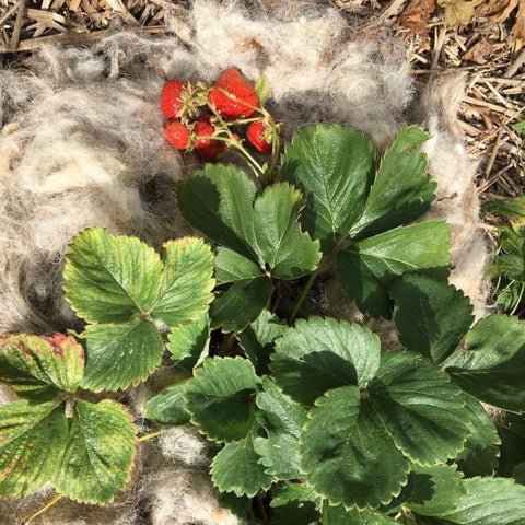 wool placed beneath a strawberry plant, with freshly picked strawberries placed on top