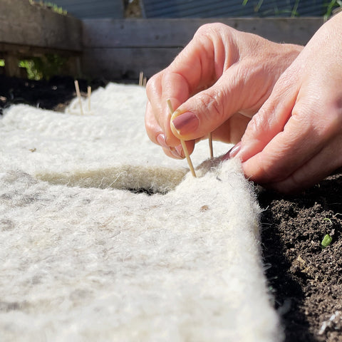 pinning wool into the soil to surpress weeds