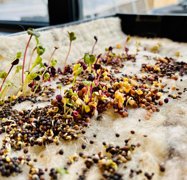 seedlings germinating and growing through a wool pad