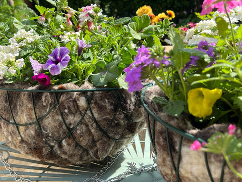 Two hanging baskets in full bloom, using wool as the hanging basket liner