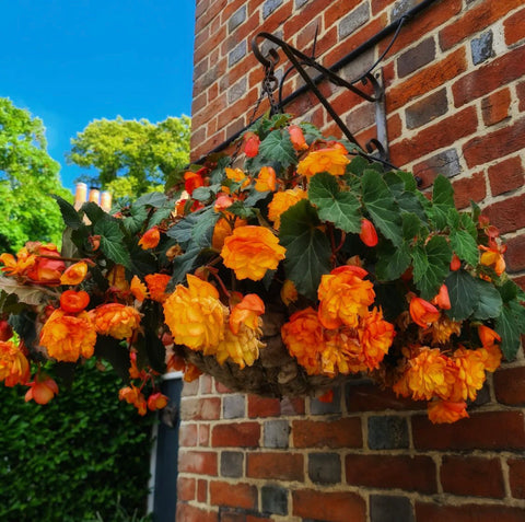 wool lining a hanging basket with bright orange flowers flowing from the basket