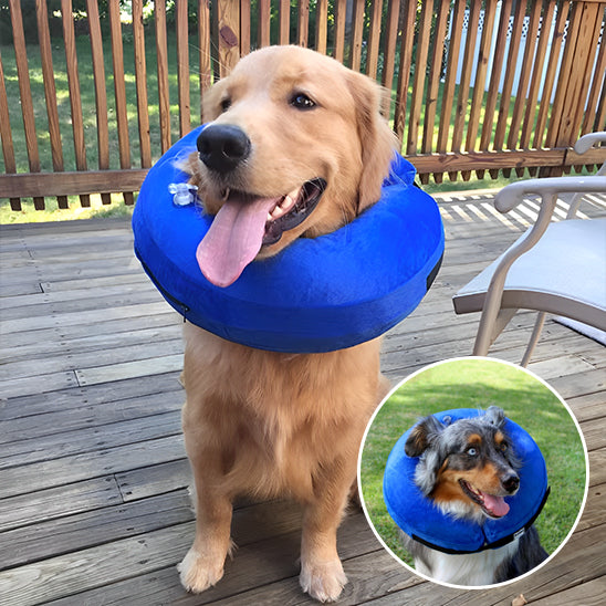 collerette-chien-gonflable-bleue
