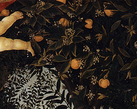 Oranges shown in Botticelli's 'Primavera'