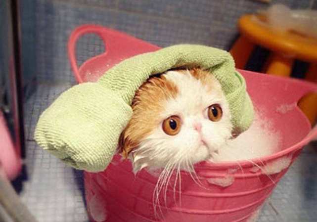 Bathing A Cat: 10 Survival Tips
