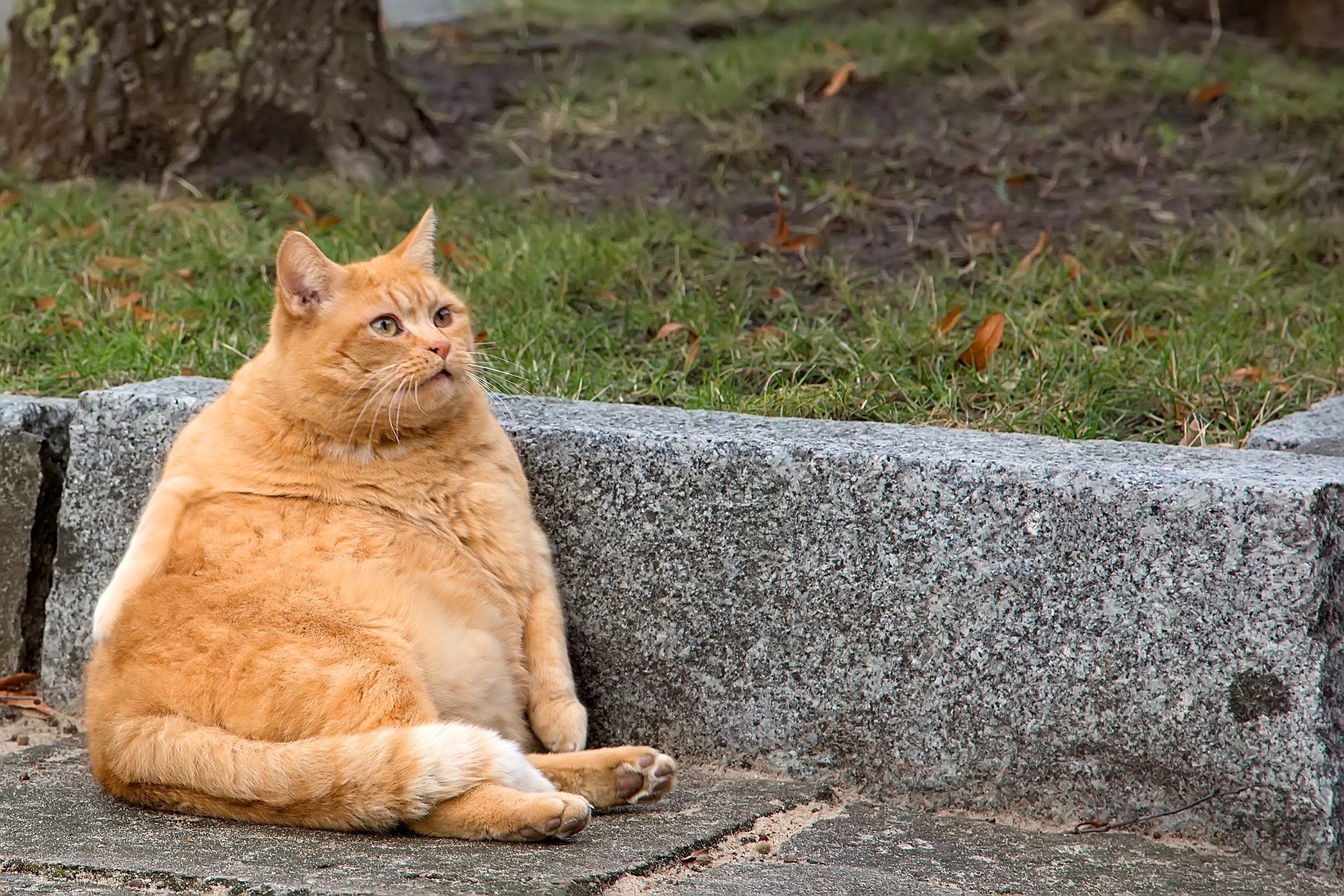 Cat Obesity: Tips for Slimming Down Your Fat Cat
