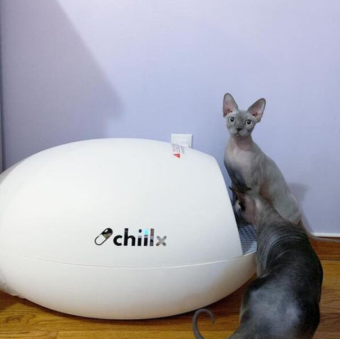 8 Best Self Cleaning Cat Litter Boxes 2020-Chillx