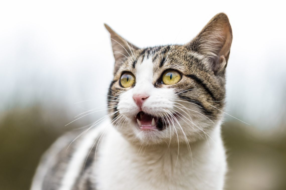 6 Signs Your Cat is Stressed
