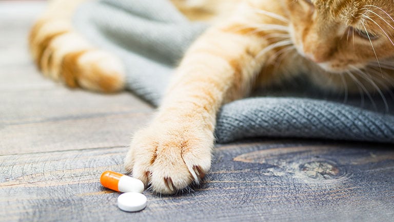 Will Cat Vitamins Work for Your Pet?